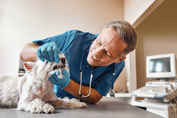 Best Emergency Treatment for Dental Infections or Abscesses in Gun Barrel City, TX
